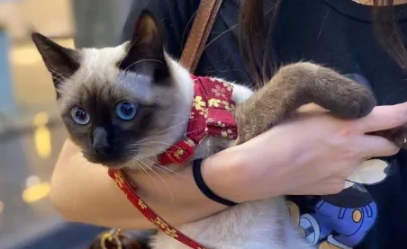 With these drawbacks, would you still want to own a Siamese cat?