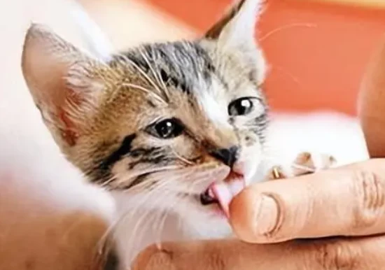 What does it mean when a cat licks a person's hand?