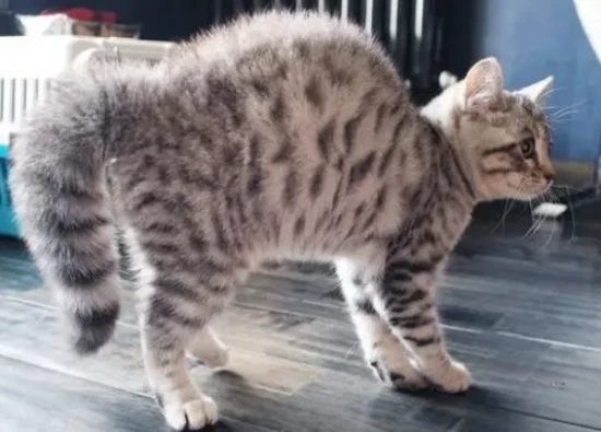 What does it mean when a cat arches its back?