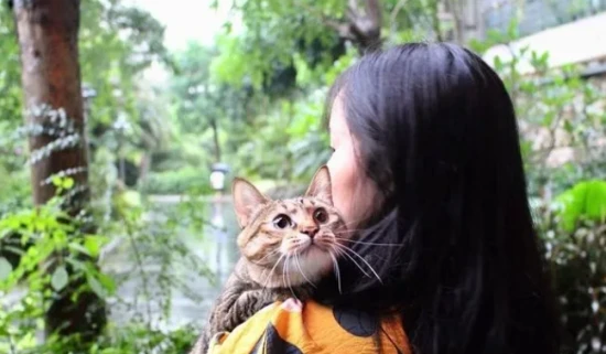 “狸花猫”有这9个表现，说明已经认你为主了！