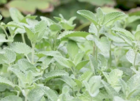 7 types of plants cats should not touch