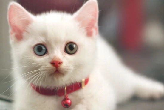 Does blackening around the edges of a cat's ears indicate an ear mite infection?