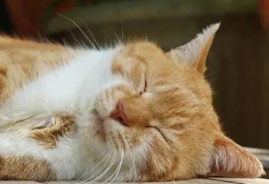 How long is a normal sleep duration for a cat?
