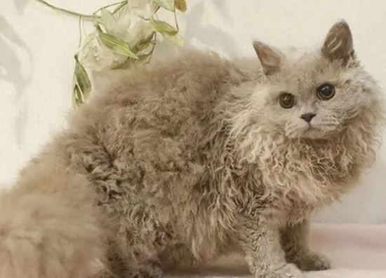 What can I do if the fur on my cat's tail is sticky like hair wax and I can't get it clean even after a bath?