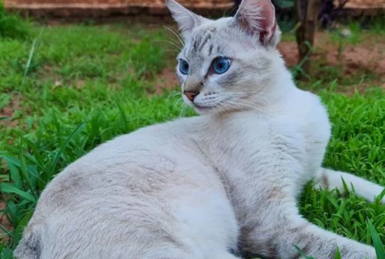 What causes cats to shed in winter?