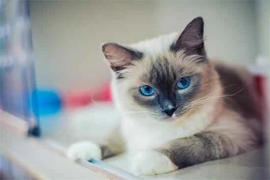 What are the symptoms of a cat dying?