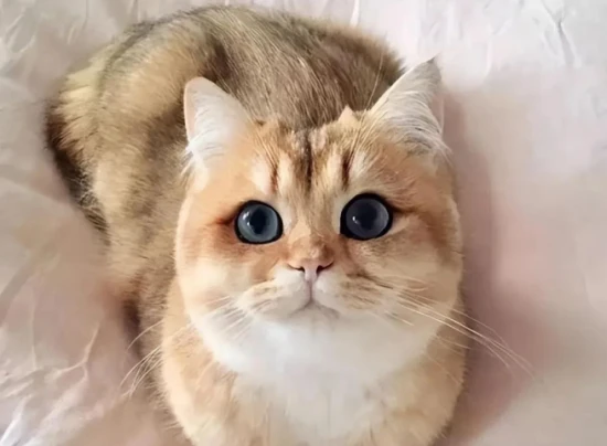 Can a two-month-old kitten be given a bath?