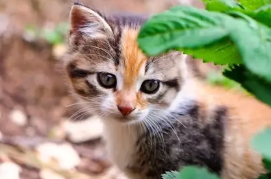 春季奶猫潮，捡到奶猫怎么办？