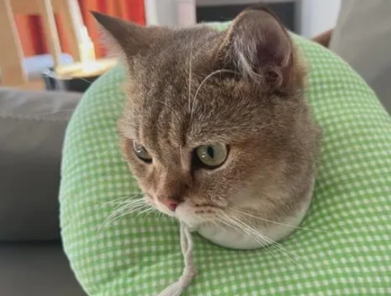 Why do cats urinate incontinent when they are scared?