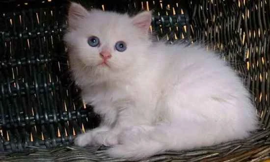 What should I do if my cat has a cold and is sneezing?