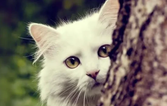 Can cats eat grapefruit pulp?