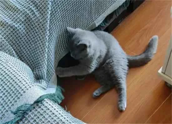 How to keep cats clean and hygienic in an apartment building?