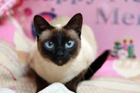 How is Royal Canin cat food? Is it domestically produced or imported?