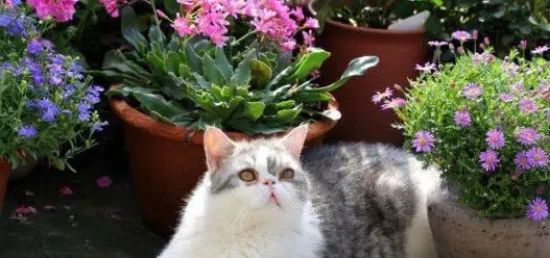 What flowers can I keep if I have a cat at home?