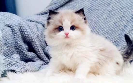 How to vaccinate your cat in its second year: the secrets to your cat's health