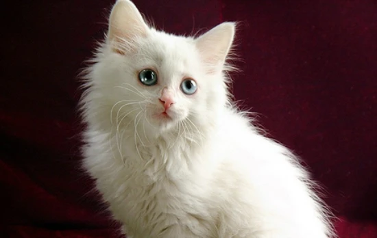 Will 21-day-old kittens eat solid food?