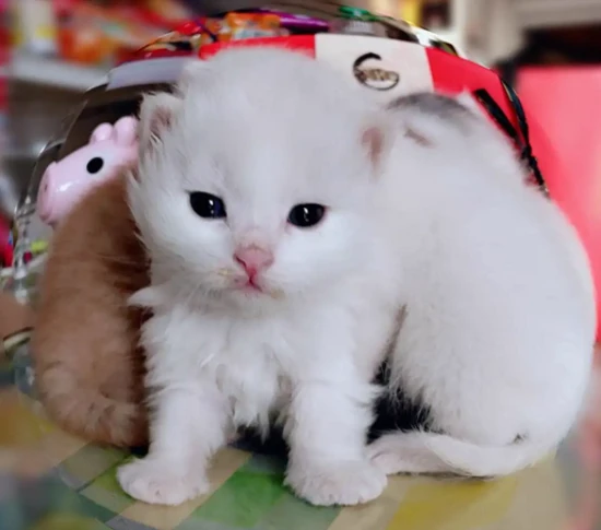 Can I bring my cat on the high-speed train?