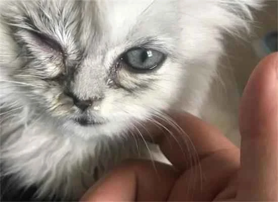 How to clean a cat's eye discharge