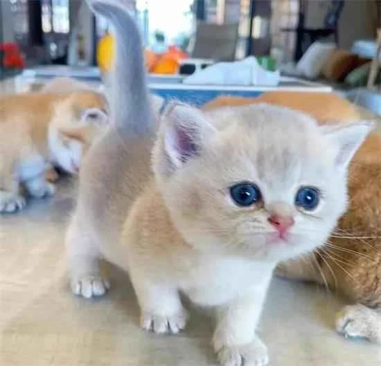 How should I care for my two-month-old kitten that just arrived at its new home?