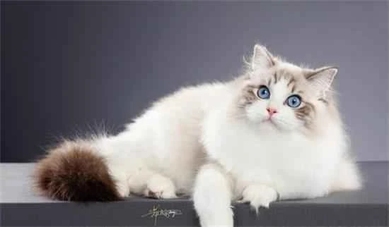 The cat hasn't pooped for two days