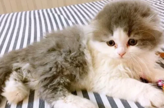 Why are cats so clean?