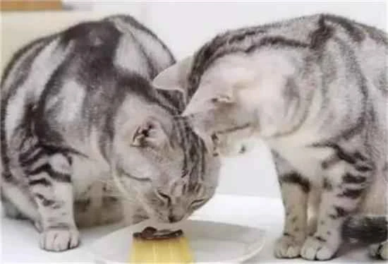 Can I keep one male and one female cat at home?