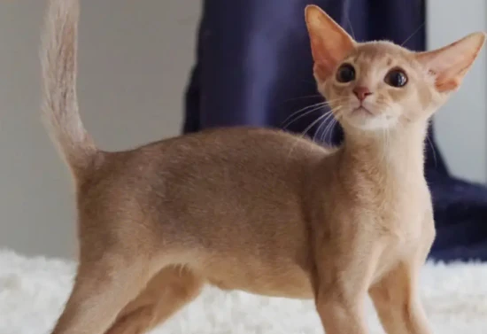 Can cats eat shrimp often?