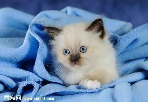 The cat's nose was always dry, but it was very lively.