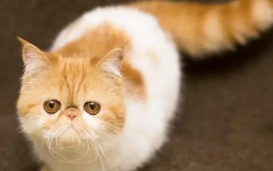 How much does a four-month-old kitten weigh?