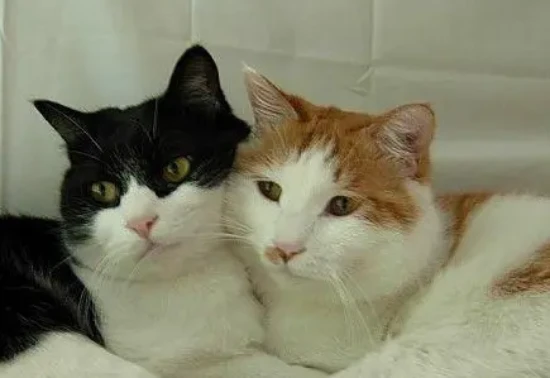 Do cats have feelings?