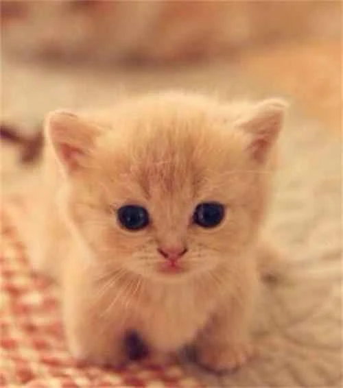 What happens if a cat eats a cat scratching post?