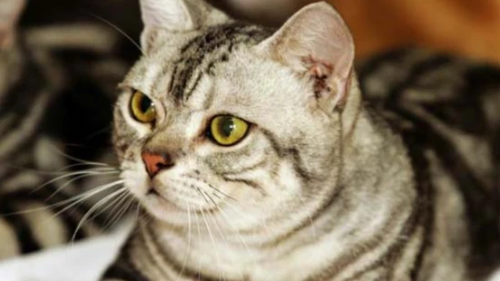 What kind of cat is suitable for a first-time female pet owner?