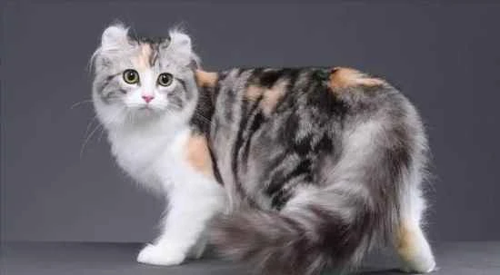 Do American Curl cats develop wide cheeks?