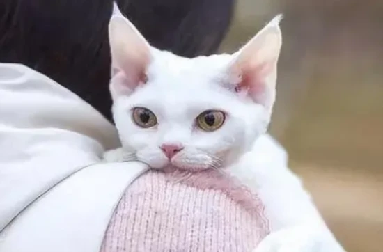 Why did the cat vomit because it hadn't digested its cat food?