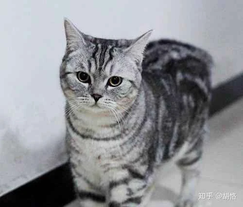 What to do if your American Shorthair cat won't eat?