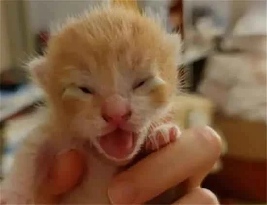 How long after birth do kittens open their eyes?