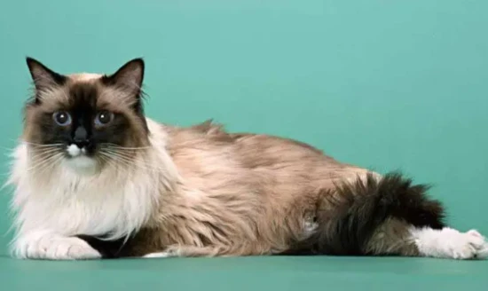 Does keeping cats in cages affect their health?