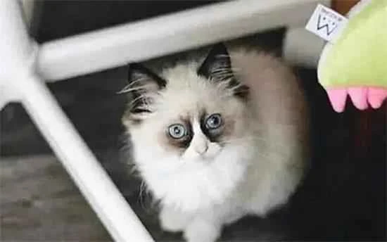 Do you know the ideal temperature for a kitten's bath water?