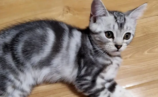 How to raise a European Shorthair cat?