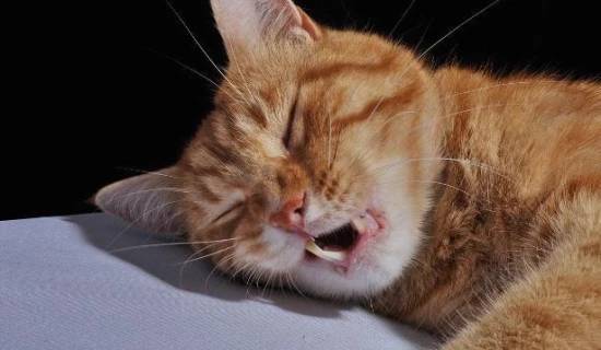 The cat was breathing rapidly and panting.