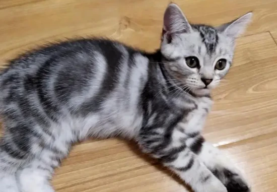 Why is my cat suddenly lethargic and sleeping all the time?