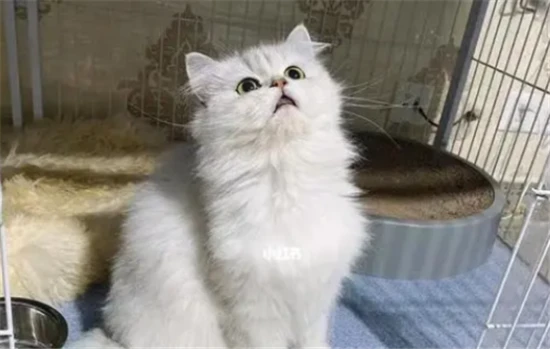 Are there any alternatives to hairball remedy for cats?