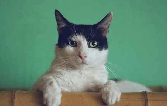 What to do if a cat dies in the city?