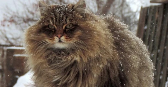 What are the differences between Siberian Forest Cats and Maine Coons?