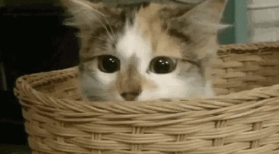 How much sleep do cats get in a day?