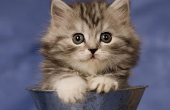 What could be causing my cat to suddenly poop inappropriately?