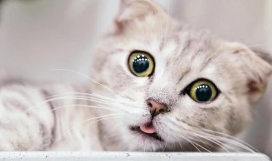 How much water should a cat drink in a day?