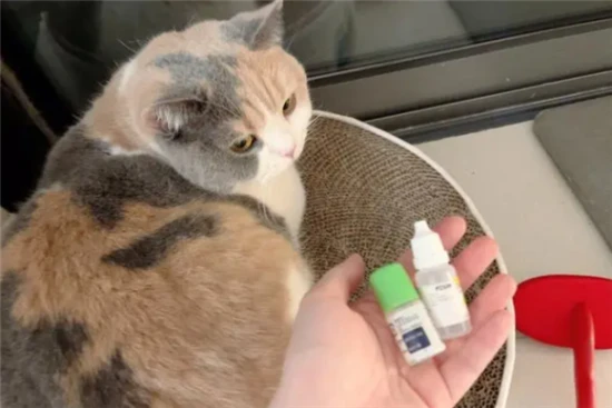 Can cats use human eye drops?