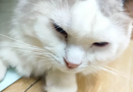 当猫内心承受巨大压力时，它们通常会有哪些反应？