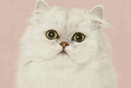 What happens if a cat eats fried chicken?